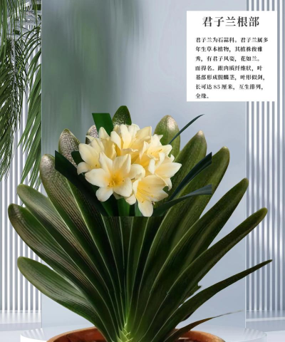 小众送妈妈的花有哪些花