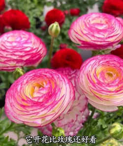 小众送妈妈的花有哪些花