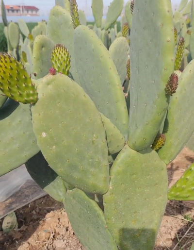 小众送妈妈的花有哪些花