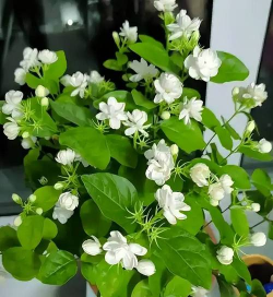 小众送妈妈的花有哪些花