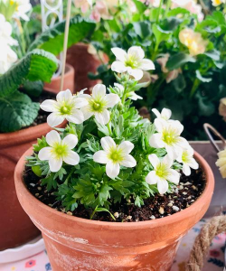 小众送妈妈的花有哪些花