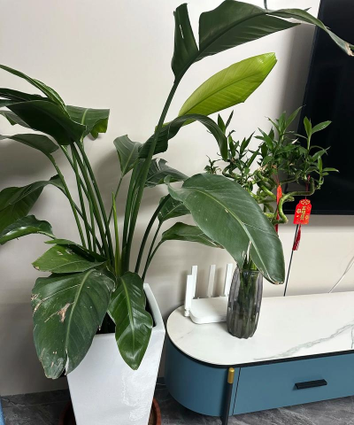 小众送妈妈的花有哪些花