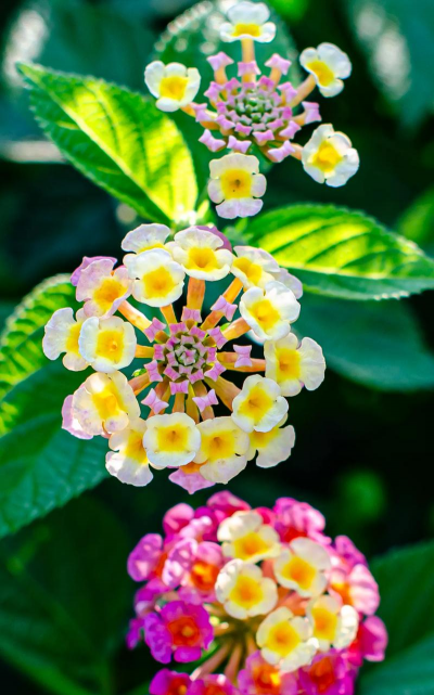 小众送妈妈的花有哪些花