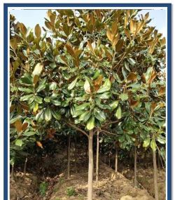 小众送妈妈的花有哪些花