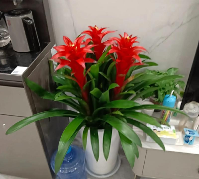 小众送妈妈的花有哪些花