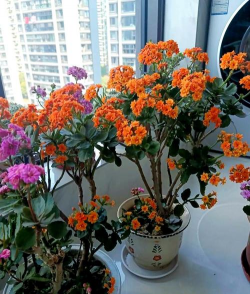 小众送妈妈的花有哪些花