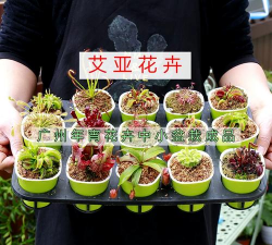 小众送妈妈的花有哪些花