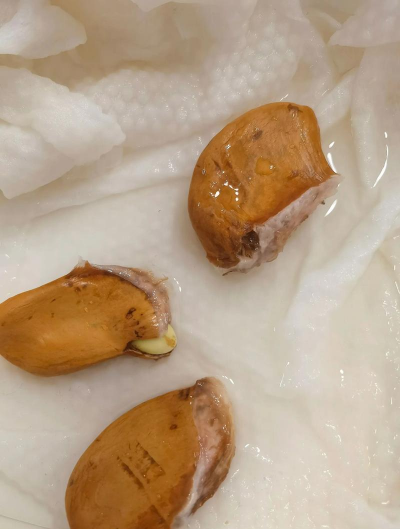 小众送妈妈的花有哪些花