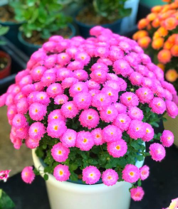 小众送妈妈的花有哪些花