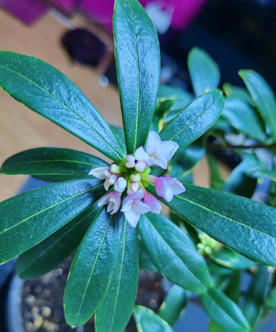 小众送妈妈的花有哪些花