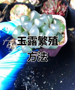 小众送妈妈的花有哪些花