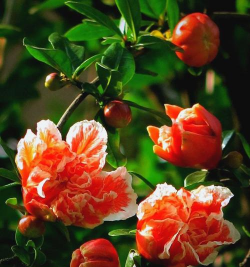 小众送妈妈的花有哪些花