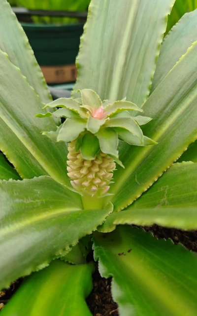 小众送妈妈的花有哪些花