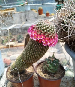 能爬墙爱烫头，这些奇葩仙人球，你们难道是魔鬼吗