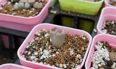 小众送妈妈的花有哪些花