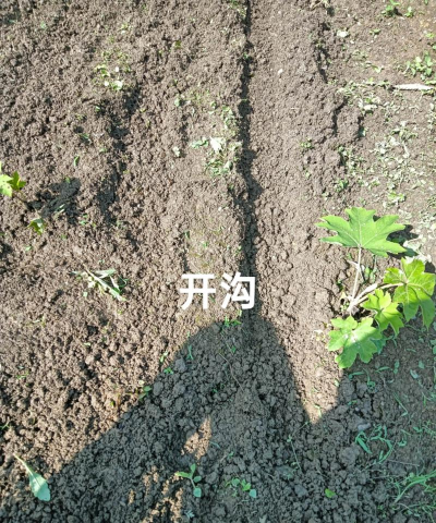 怎么种植黄柏