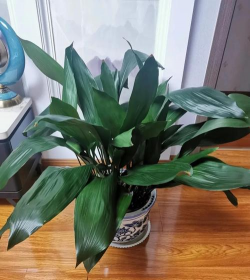 小众送妈妈的花有哪些花