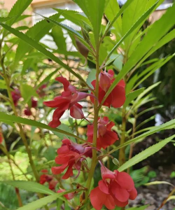 小众送妈妈的花有哪些花