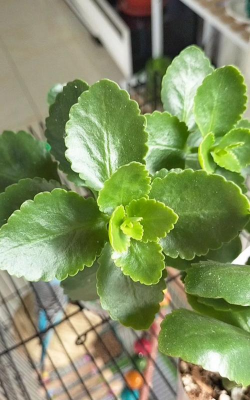 小众送妈妈的花有哪些花