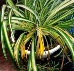 小众送妈妈的花有哪些花