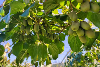 软枣猕猴桃适合生长地