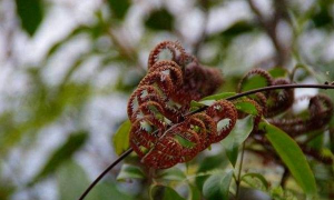 小众送妈妈的花有哪些花