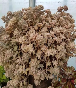 小众送妈妈的花有哪些花