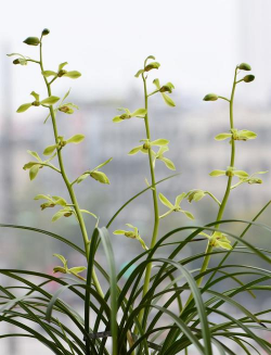 小众送妈妈的花有哪些花