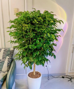 小众送妈妈的花有哪些花