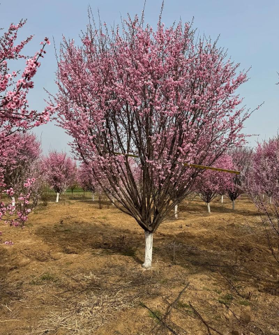 小众送妈妈的花有哪些花