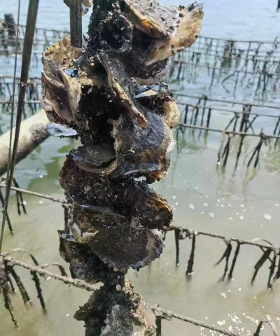 小众送妈妈的花有哪些花