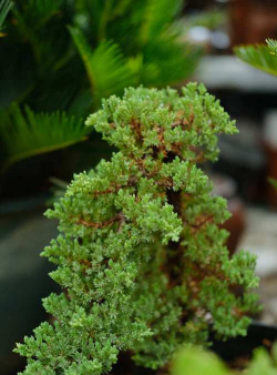 小众送妈妈的花有哪些花