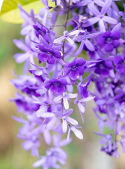 冬天紫色有哪些花