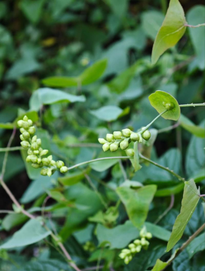 小众送妈妈的花有哪些花
