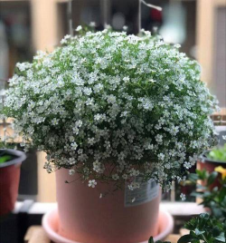 小众送妈妈的花有哪些花