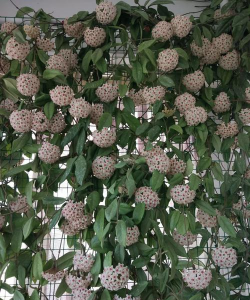 小众送妈妈的花有哪些花