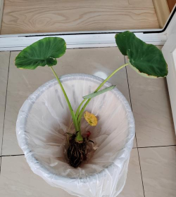 小众送妈妈的花有哪些花