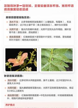 小众送妈妈的花有哪些花