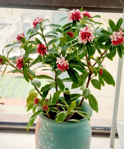 小众送妈妈的花有哪些花