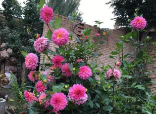 小众送妈妈的花有哪些花