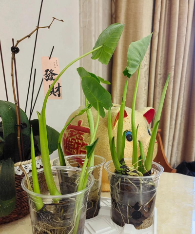 小众送妈妈的花有哪些花