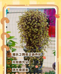 小众送妈妈的花有哪些花