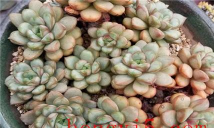 小众送妈妈的花有哪些花