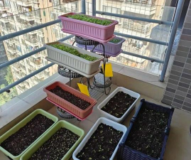 小众送妈妈的花有哪些花