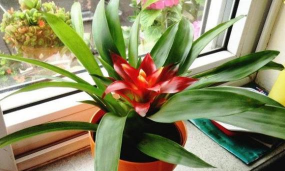 小众送妈妈的花有哪些花