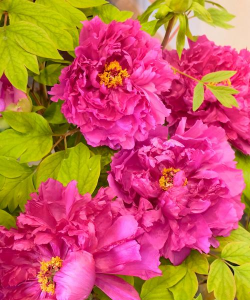 小众送妈妈的花有哪些花