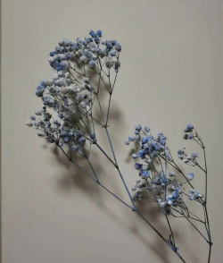 小众送妈妈的花有哪些花