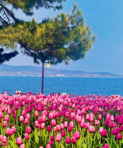 小众送妈妈的花有哪些花