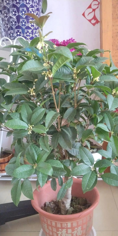 小众送妈妈的花有哪些花