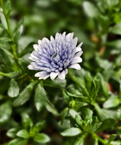 小众送妈妈的花有哪些花